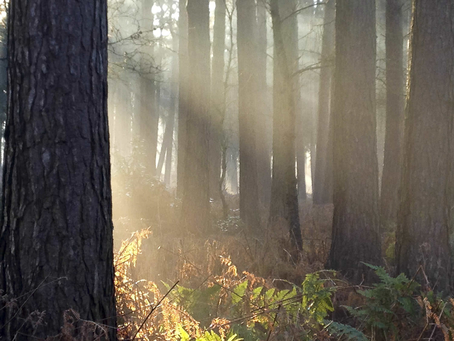 Misty shot of the woods