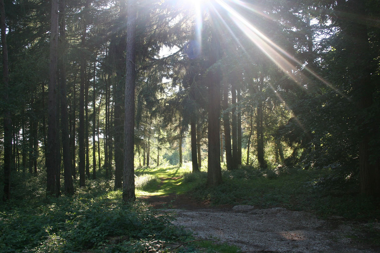 Sunny day in the woods